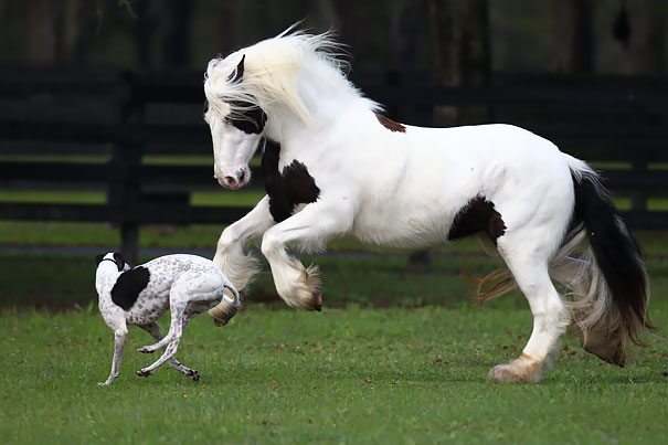 brother-from-another-mother-similar-animals-11-578629ab88b81__605