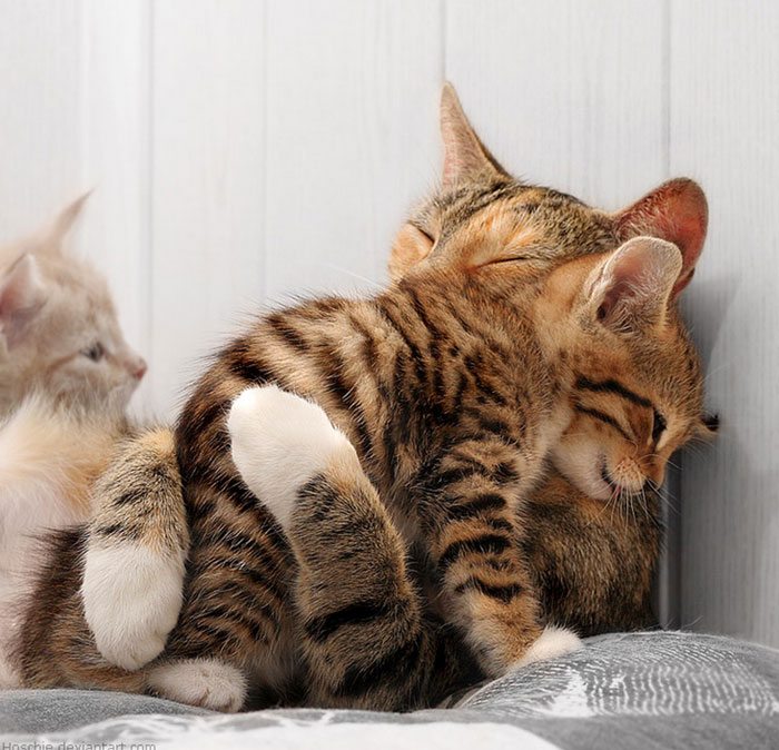 hugging_animals_01