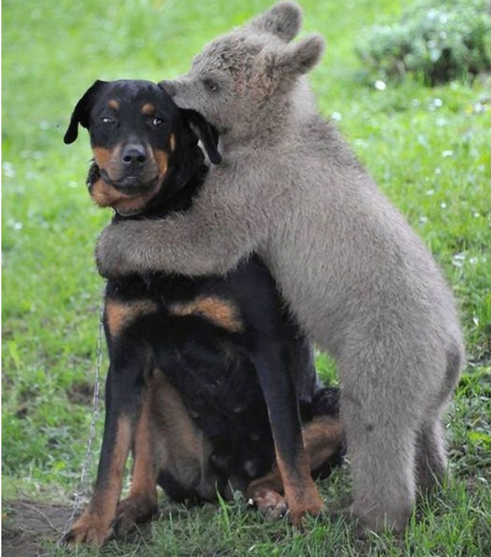 hugging_animals_02
