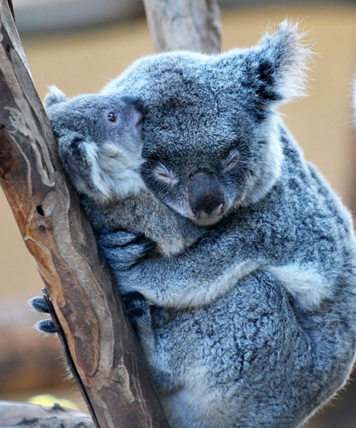 hugging_animals_03