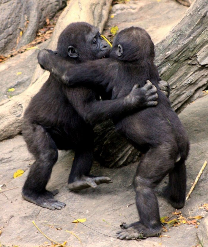 hugging_animals_04