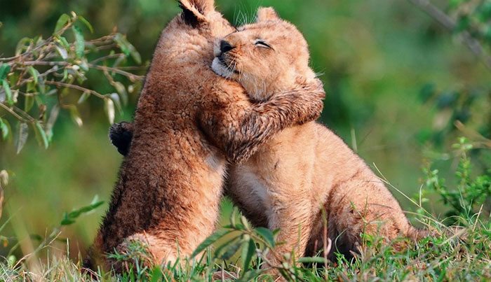 hugging_animals_11