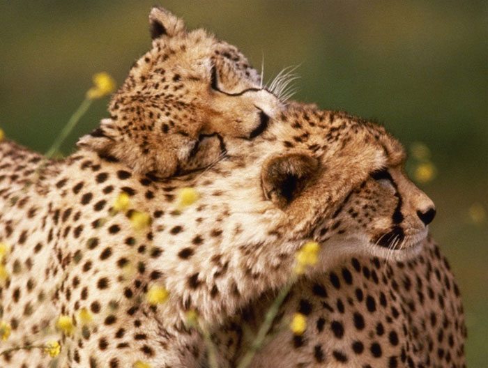 hugging_animals_13
