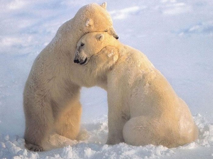 hugging_animals_20