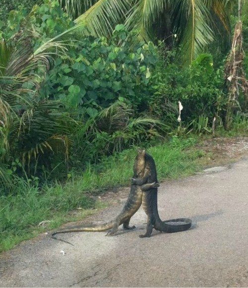 tumblr_lqurqhgL241qzpzfmo1_500