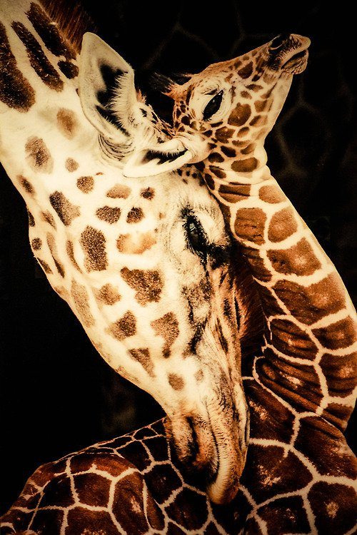 tumblr_m9i490JcZh1qmzgx8o1_500