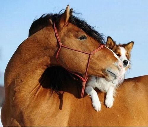 tumblr_mfeml7JIlH1qik1ioo1_500