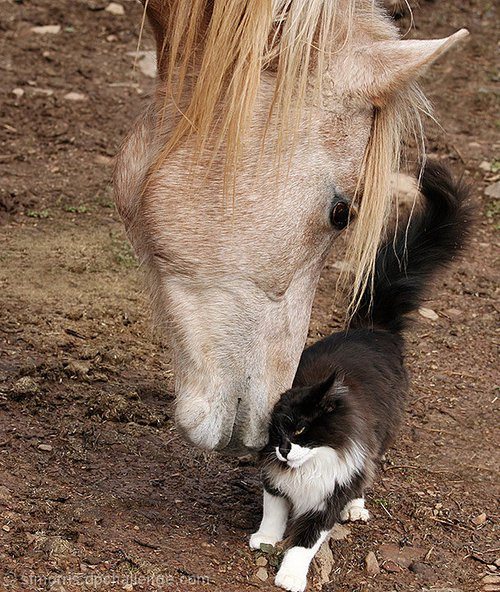 tumblr_mi58iylSbQ1rq4uvro1_500