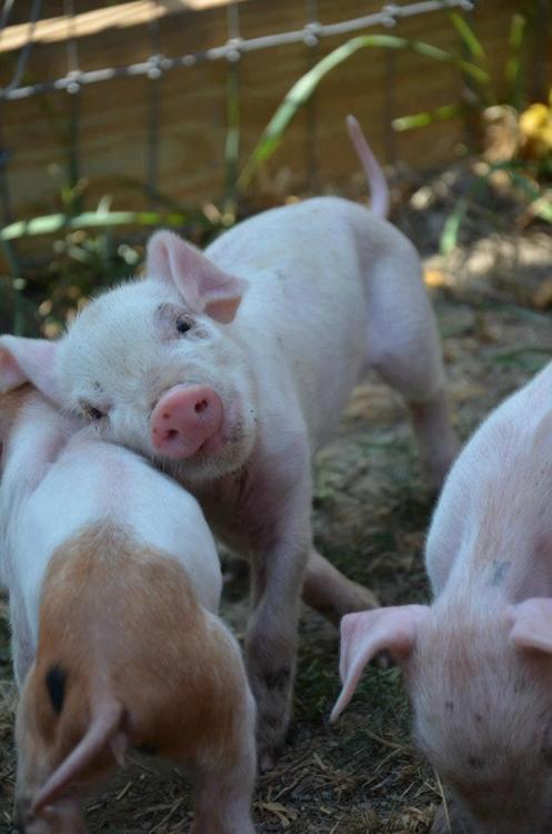 tumblr_miv16zimAE1r8swqdo1_500