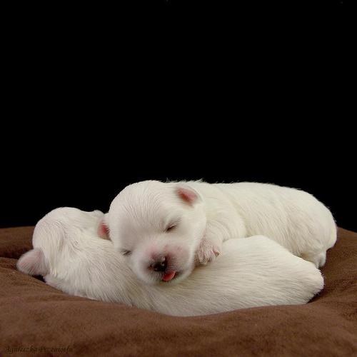 tumblr_mlsgsk0GEx1qargfho1_500 (1)