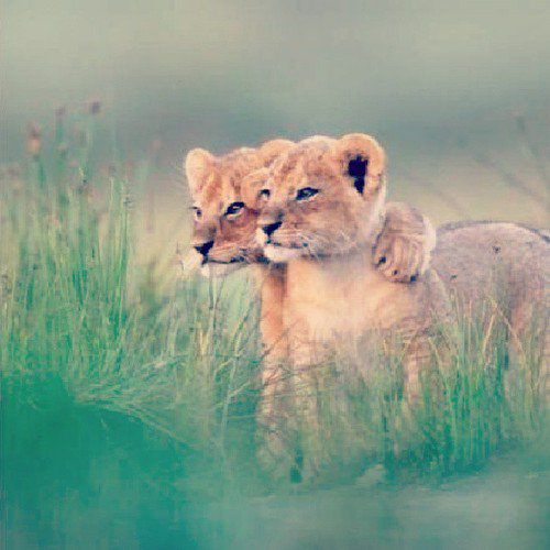 tumblr_mn88dm5P7U1qdgmp8o1_500