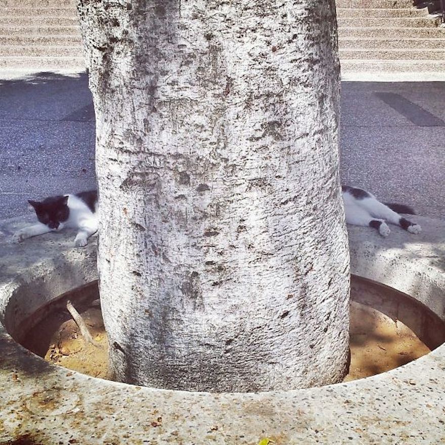 22-perfectly-timed-cat-photos