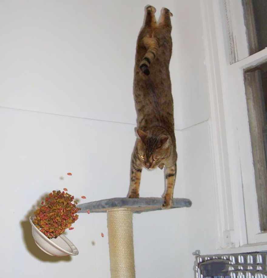 23-perfectly-timed-cat-photos