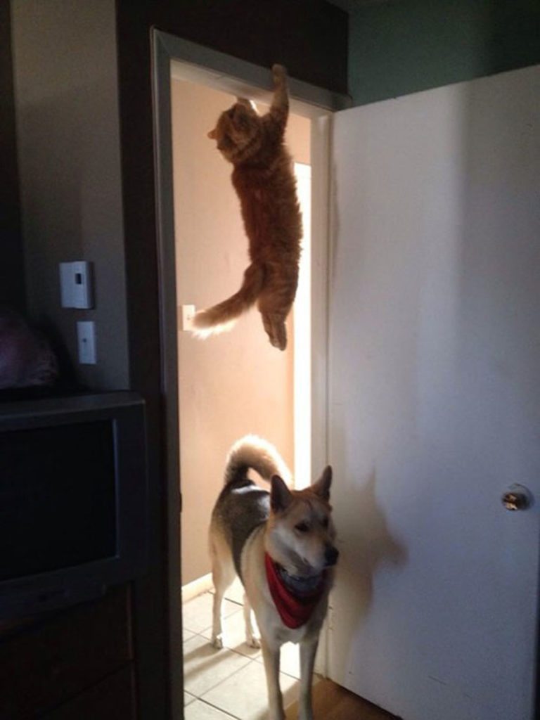 6-perfectly-timed-cat-photos
