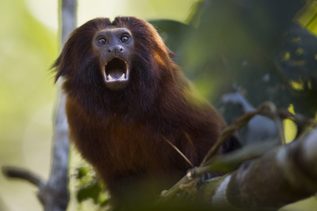 Brazil-Golden-Monkey