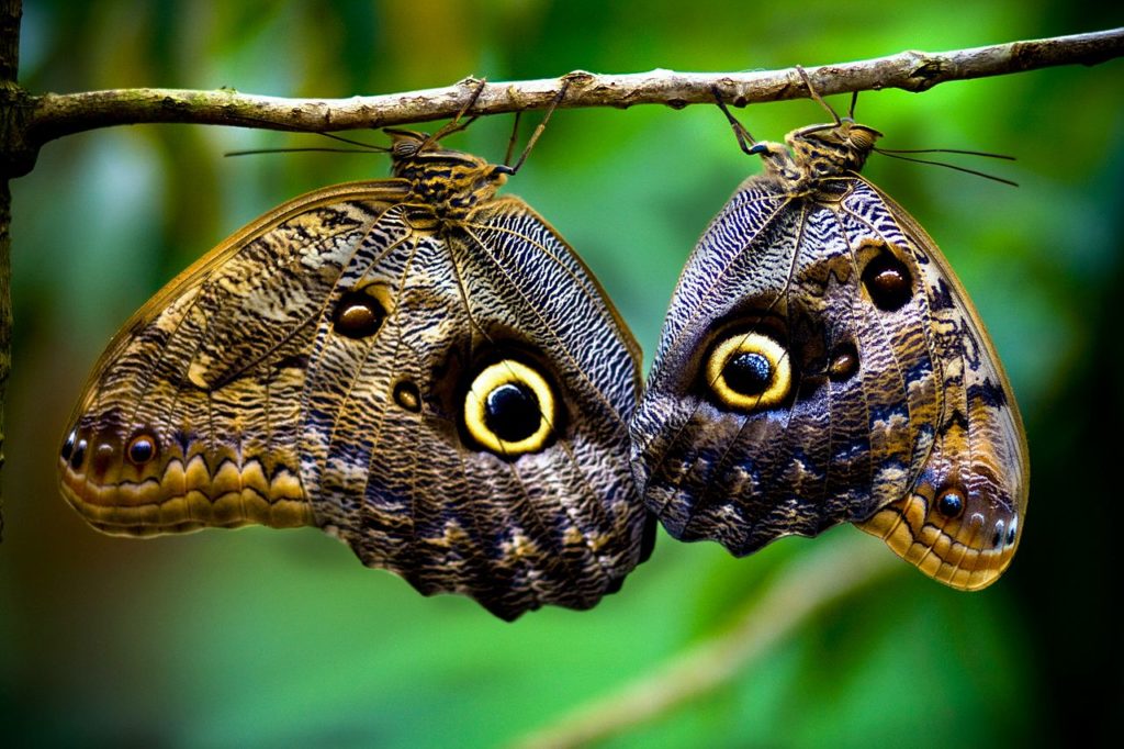 Butterflies-Costa-Rica-beautiful-exemplary