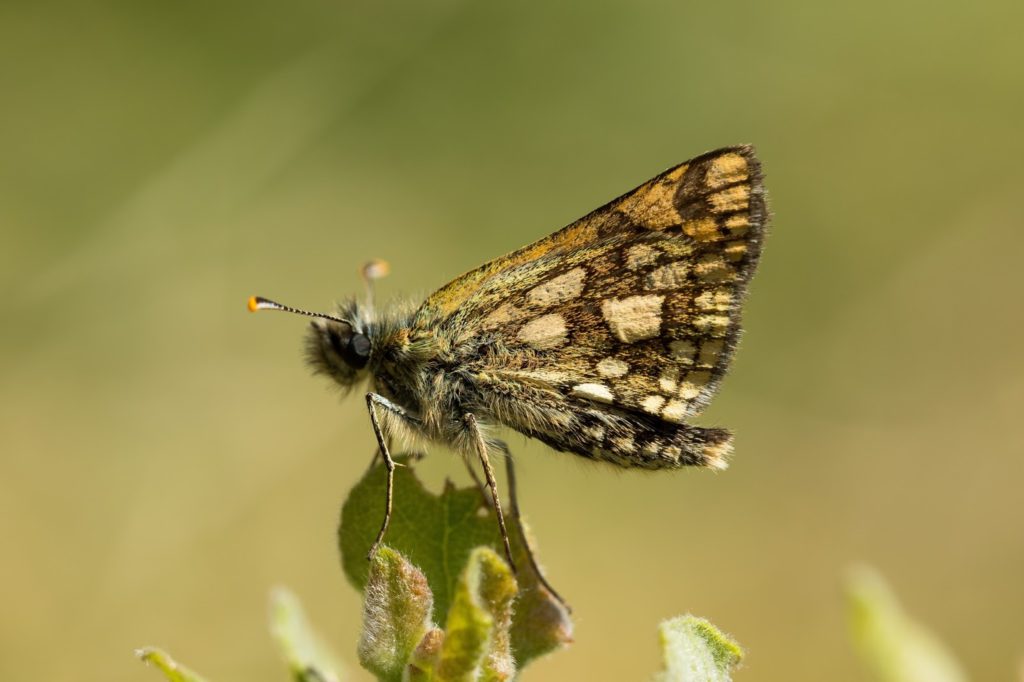 Chequered-Skipper-2