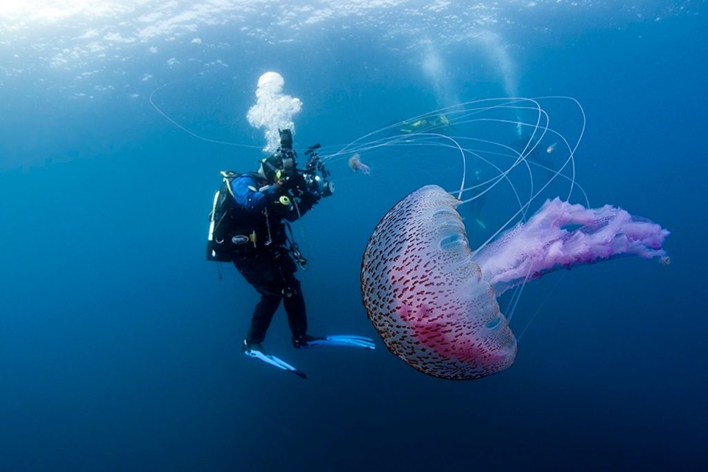 Colourful-jellyfish