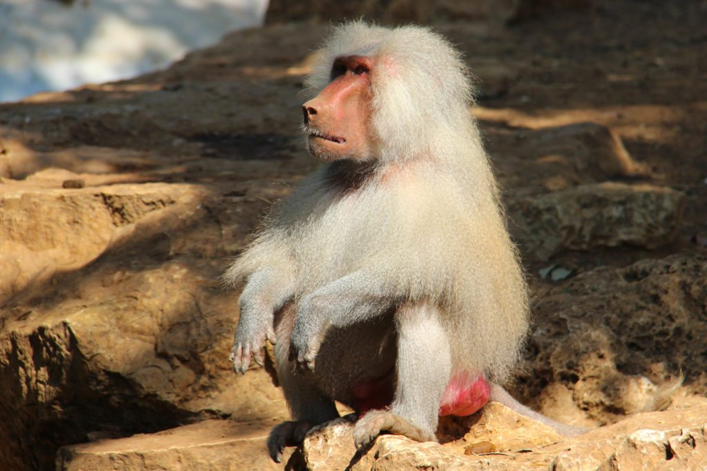 Hamadryas-baboon