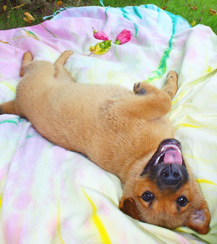 adopted-dogs-first-day-home-01-57960cad52e3f__700