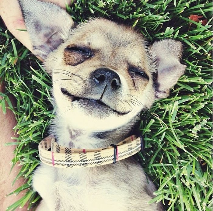 adopted-dogs-first-day-home-18-57974b7d53d4a__700