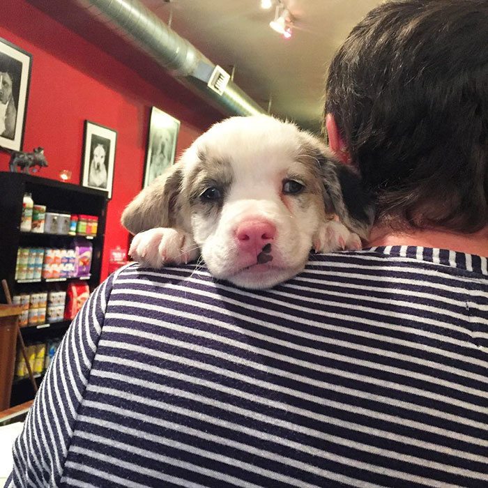 adopted-dogs-first-day-home-48-57960b404c40c__700