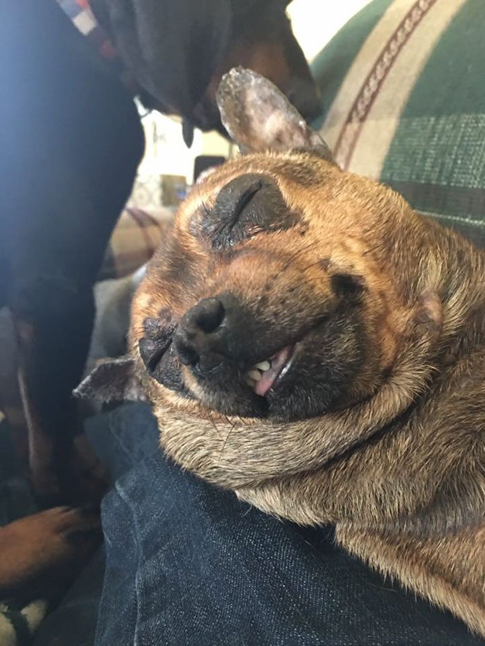 adopted-dogs-first-day-home-49-579612d944878__700