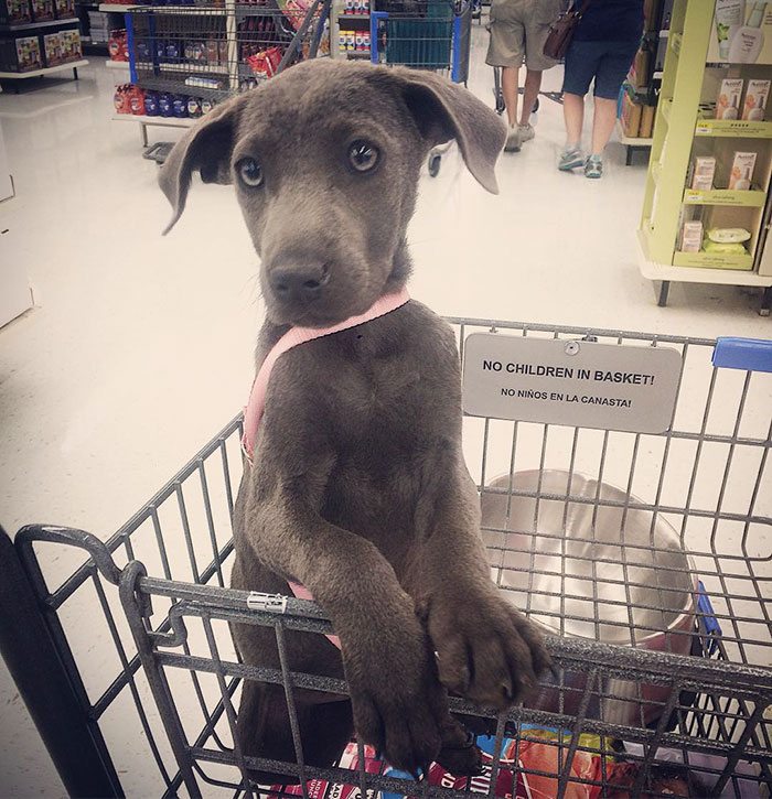 adopted-dogs-first-day-home-57960309bee53__700