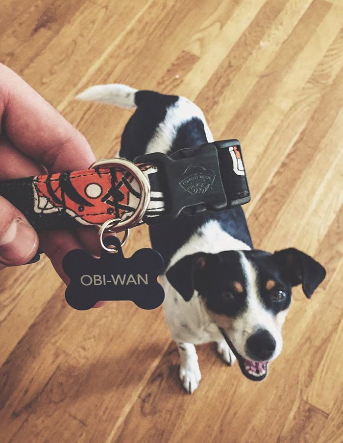 adopted-dogs-first-day-home-579604cfe5796__700