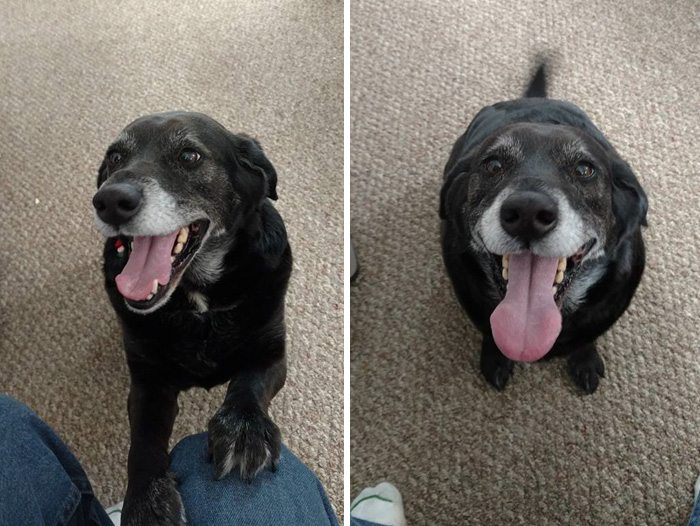 adopted-dogs-first-day-home-73-579773556e327__700