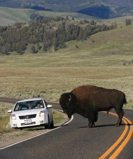 animal-size-comparison-18