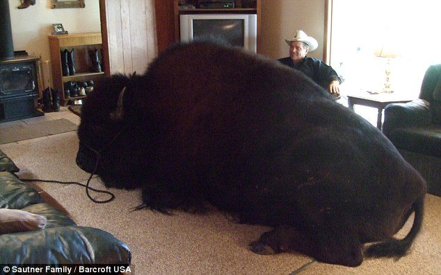 animal-size-comparison-19