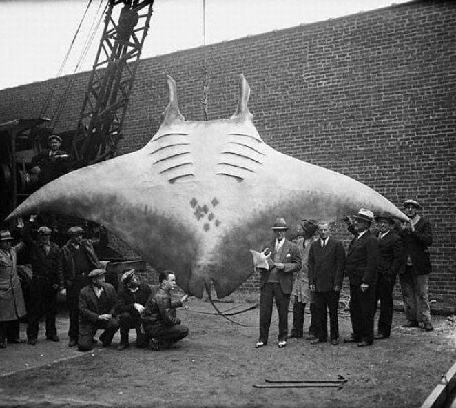 animal-size-comparison-2