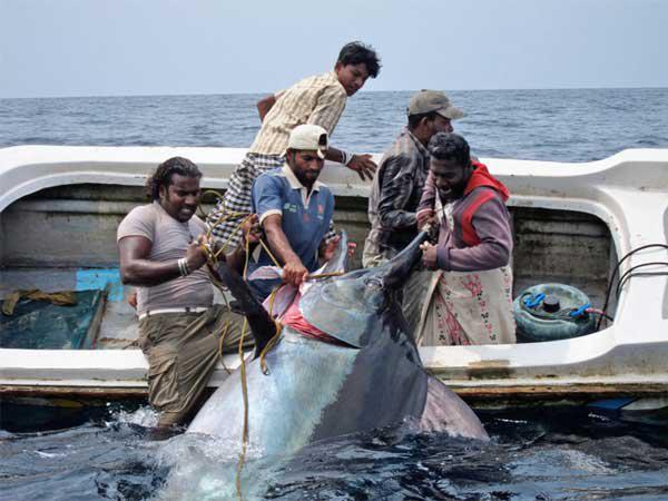 animal-size-comparison-20