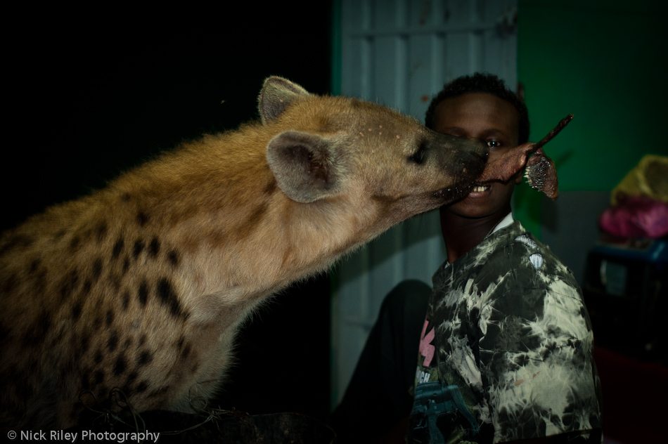 animal-size-comparison-28