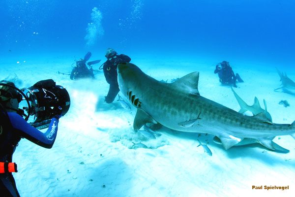 animal-size-comparison-3