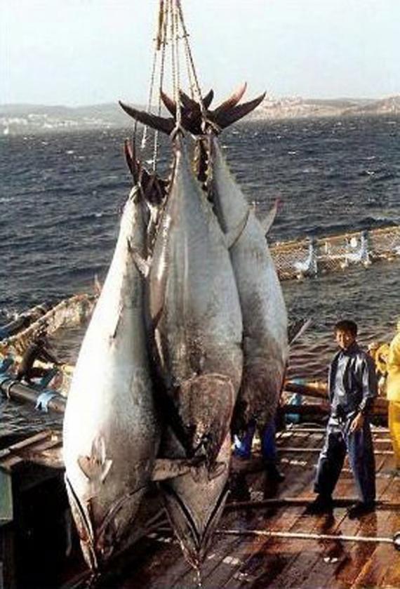 animal-size-comparison-37