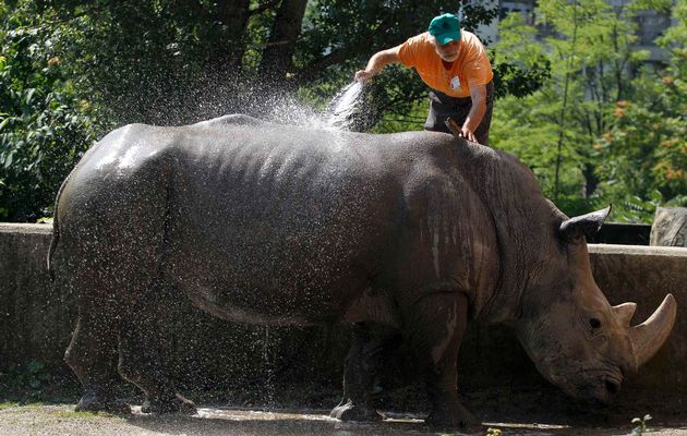 animal-size-comparison-43