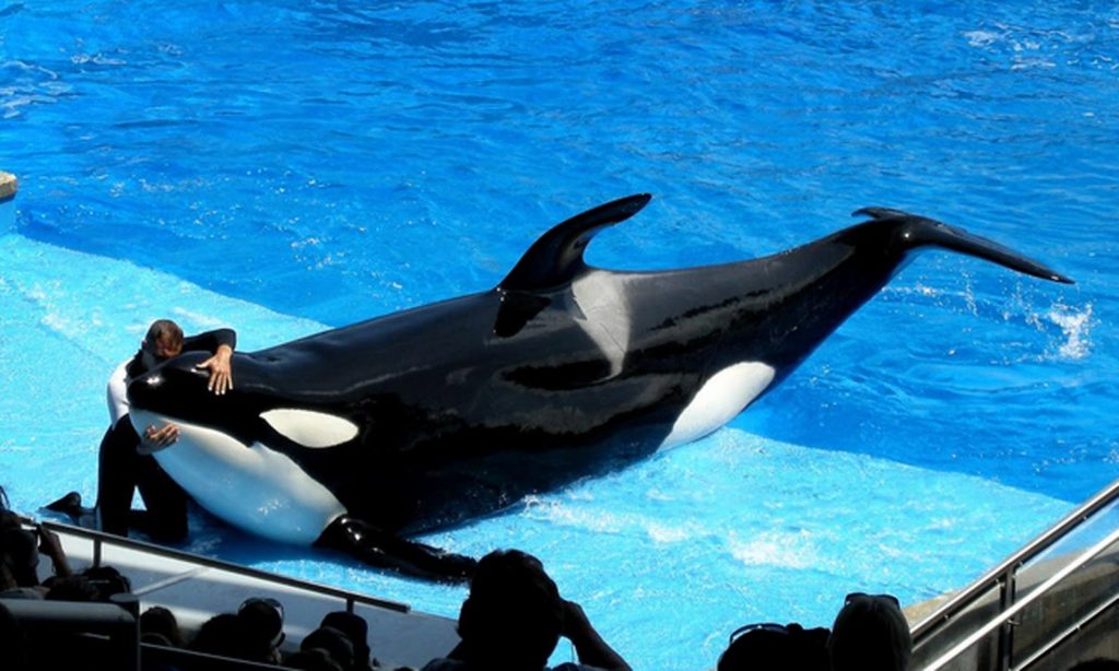 animal-size-comparison-7