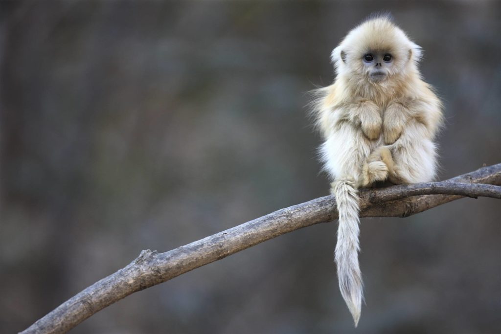baby-macaque