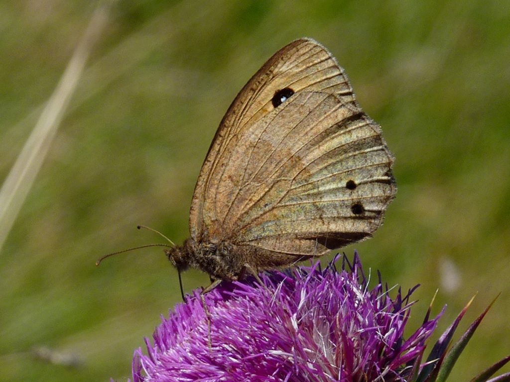 bright-eyed-butterfly-2