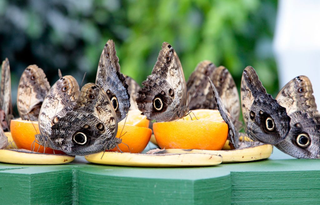 butterflies-feeding