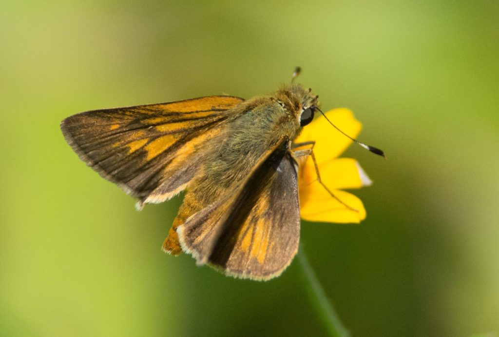 callipoe-silverspot