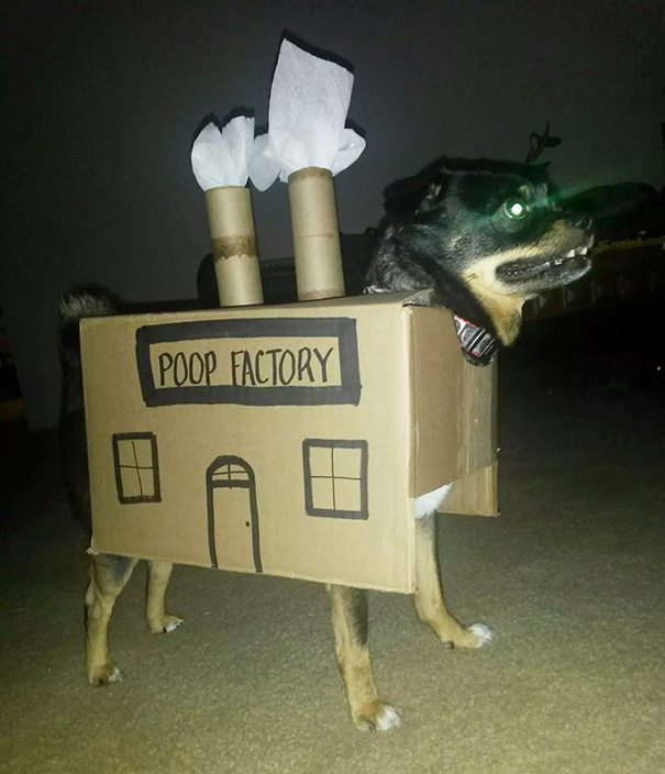 creative-dog-owners-31-57bc19f76427b__605