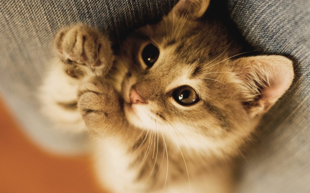 cute-baby-cat