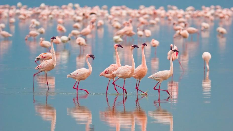 flamingo-group