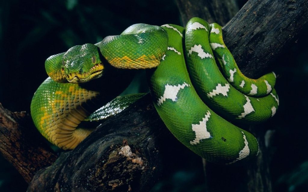 green-anaconda-snake