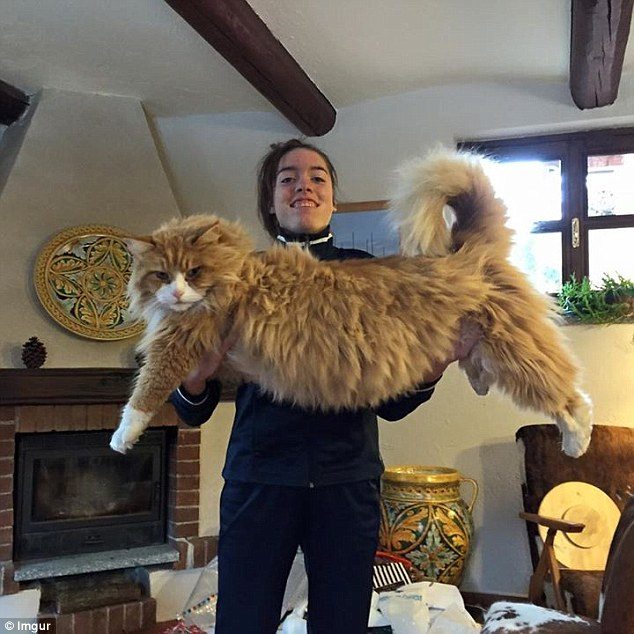 maine-coon-big-cat