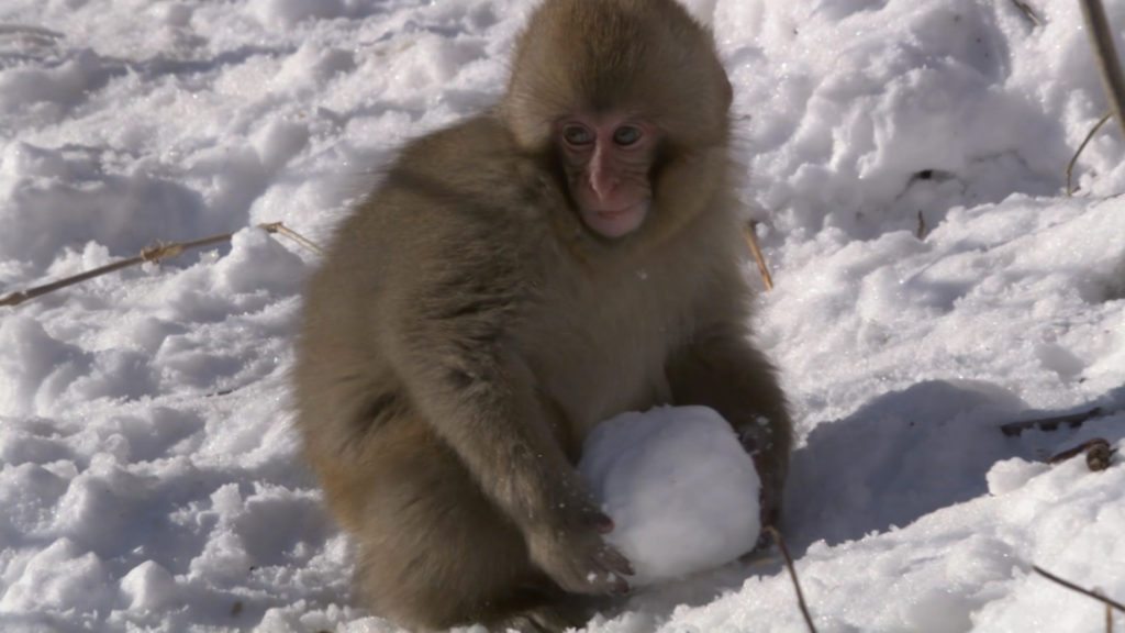 moneky-snowball-fight