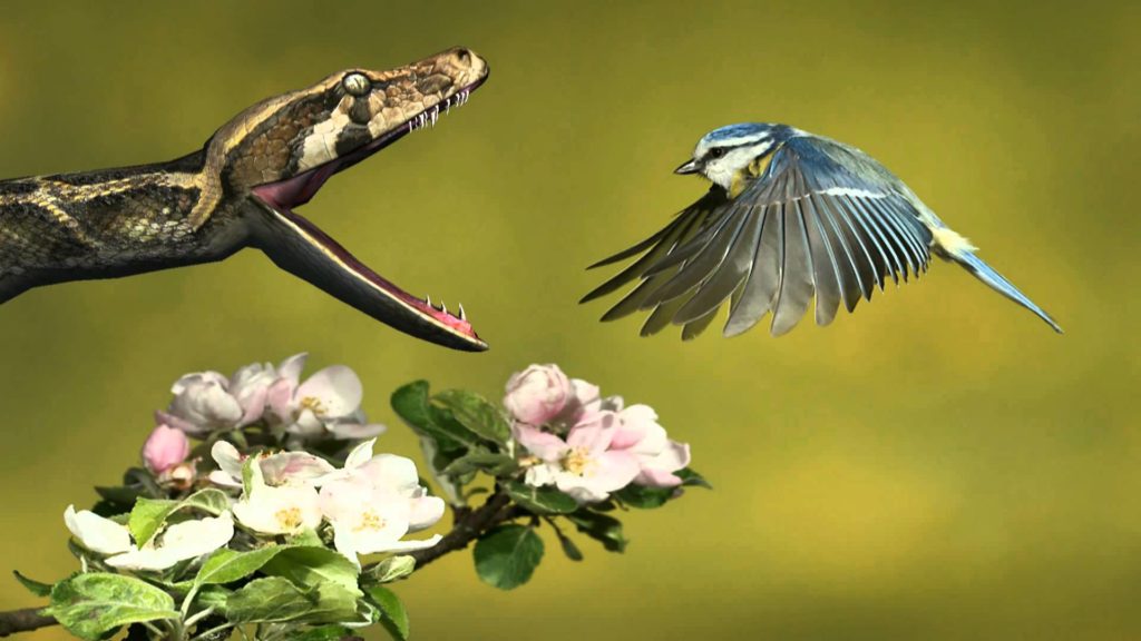 python-snake-and-bird